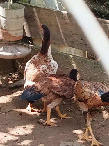 Frangas carioca