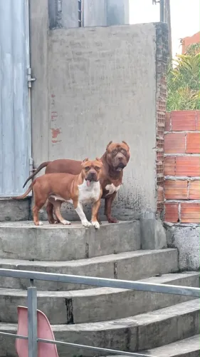 Cães para doação