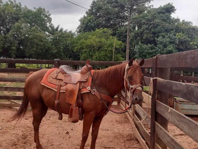 Vendo uma sela quarto de milha semi-nova 15.1/2 polegadas