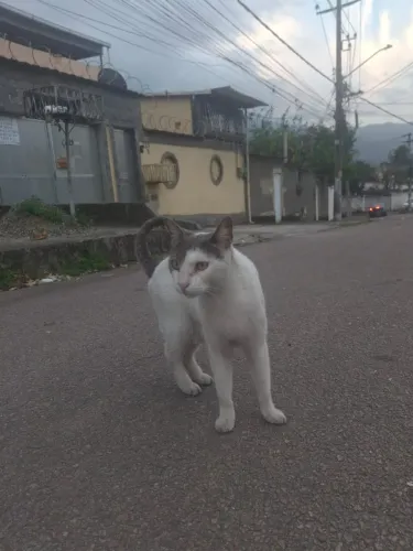 GATA FILHOTE PARA ADOÇÃO
