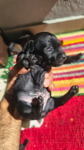 Pinscher N°1 