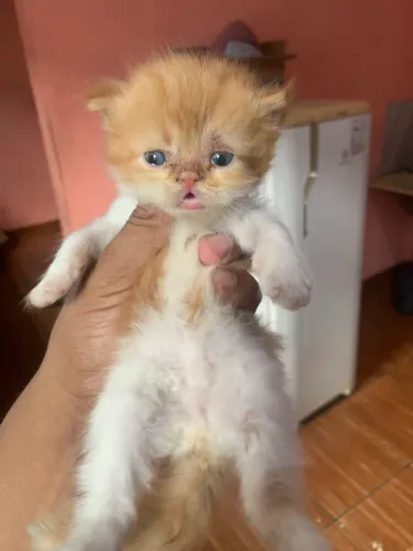 Gato persa macho 