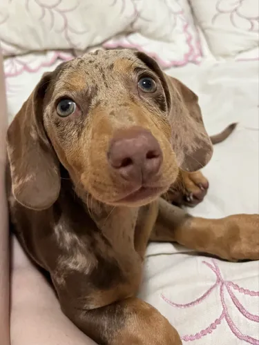 Filhote Dachshund