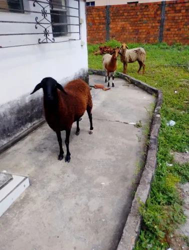 VENDE-SE 3 OVELHAS
