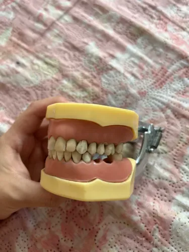 Manequim odontológico Orais