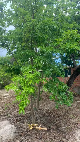 Chácara Sitio Novo( Catu/Alagoinhas)80mil sem moveis e 90mil com todos móveis 
