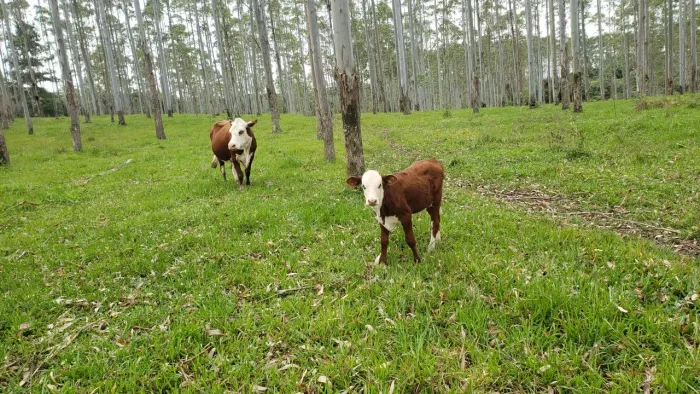 Vaca braford c/ terneira