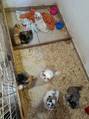 Shitzu machos e femias