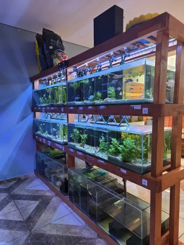 Aquario galinha morta