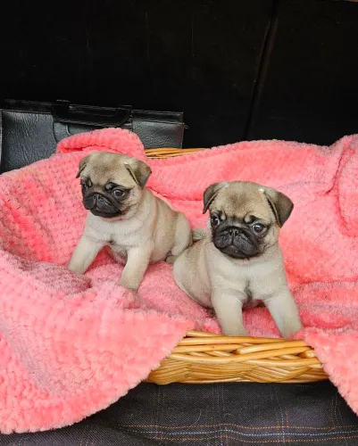 Pug 