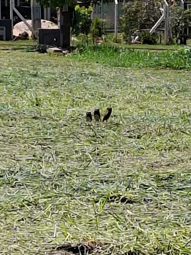 Terreno 2.000m2 no Recanto Azul