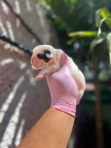 Shihtzu fêmea, excelente padrão!