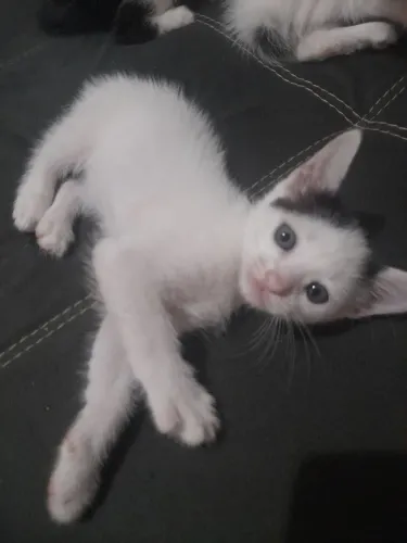 Doação de animais de estimação