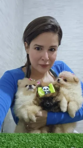 Lulu pomerania muito amor garantido