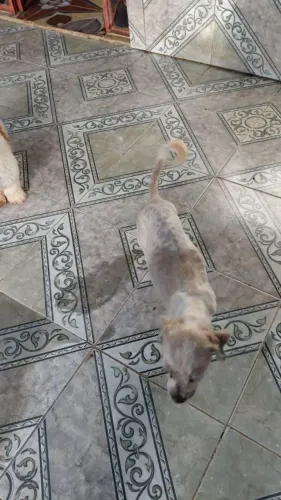 Cachorr o