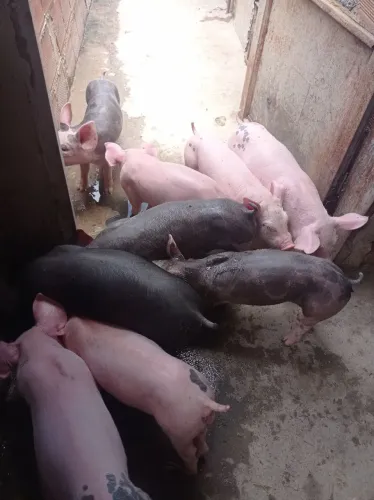Tenho leitão,bpietra pô. , tenho também t cros,e tenho duroc com pietran 