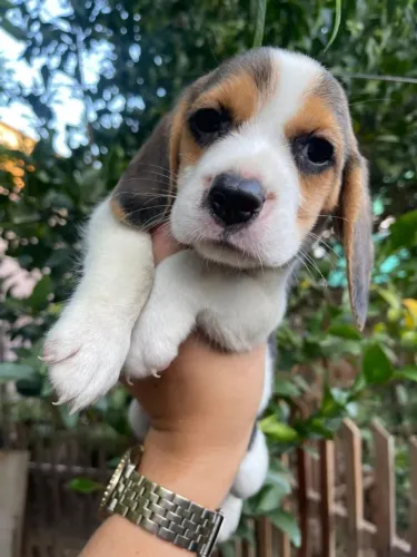 Beagle
