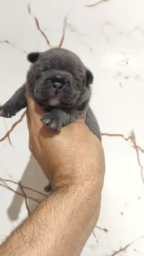 Bulldog francês BLUE (cinza)