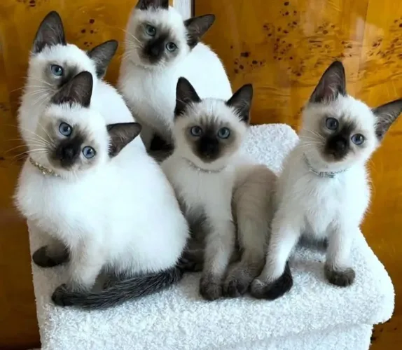 Macho e fêmea Olhos azuis siamês 