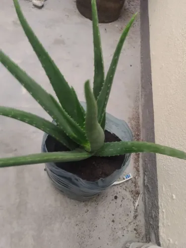 Vaso com 1 babosa