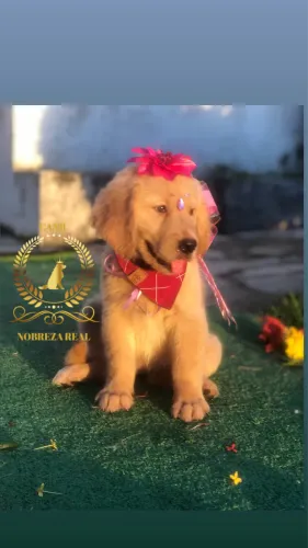 Golden Retriever de Alto Padrão Só no @CanilNobrezaReal