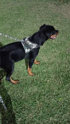 Filhote de Hottweiler 5 meses