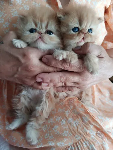 Vendo duas fêmeas de Gato persa laranja igual ao Garfield