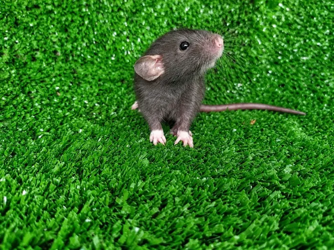 Ratos twister
