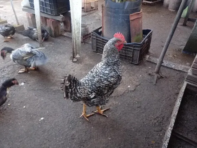 Galos , galinhas , frangos , etc / ZL