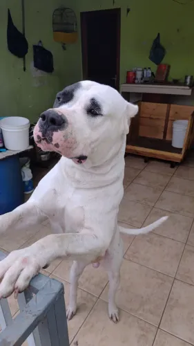 Cachorro Dogo Argentino pirata para cobertura 