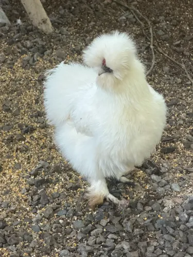 Vendo galo e galinha penosa 