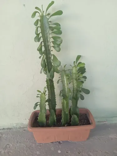 Cacto