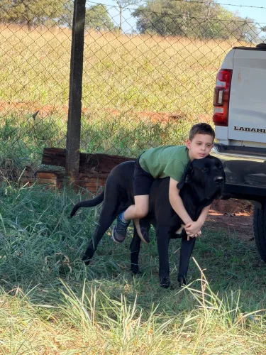Filhotes de Fila Brasileiro