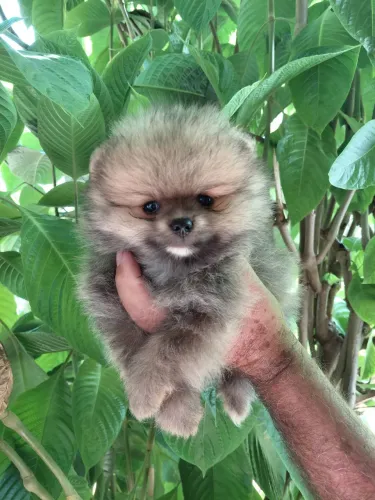 Spitz alemão anão laranja macho ou fêmea pedigree