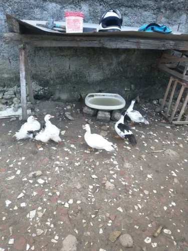 Vendo pato macho e fêmea,12 Patos vendo cada um a 15,00 levando todos tem conversa