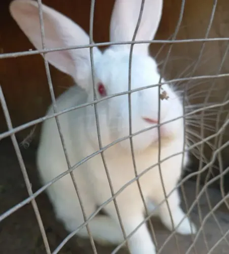 Coelho macho muito lindo e dócil