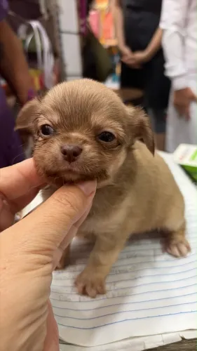 Filhote Chihuahua Femea Pelo Longo