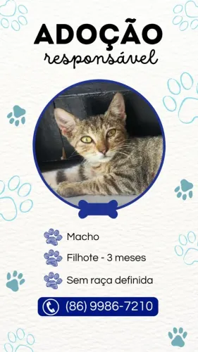 Filhote para adoção 