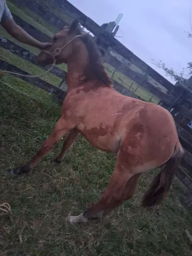 Vendo potro puro ,barato para sair hoje!!