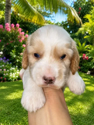 COCKER SPANIEL INGLES