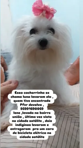 Cachorro roubado