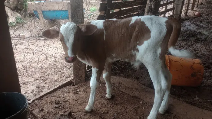 Bezerro está na mamadeira