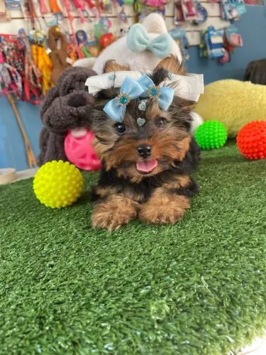 Linda fêmea de Yorkshire Terrier micro disponível $4.200,00