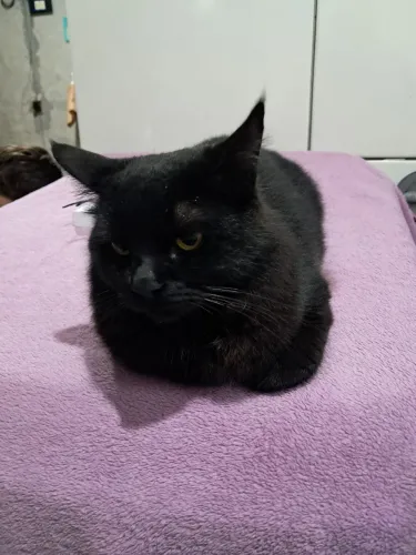 Gatos adultos. 1 ano.