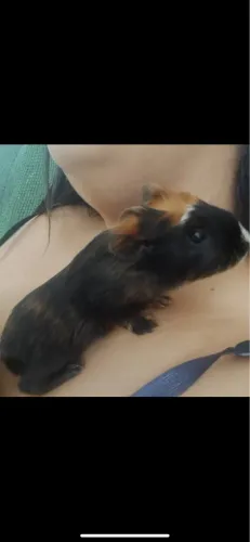 Vendo Filhote de Porquinho-da-Índia Tricolor