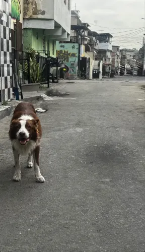 Doação de border collie