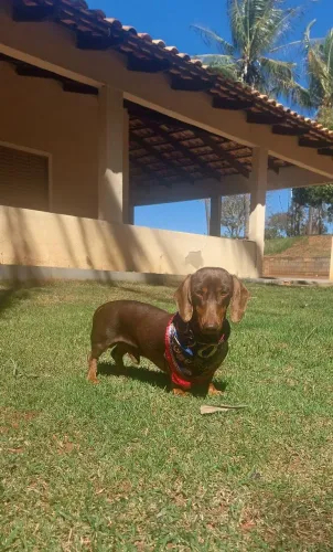 Macho dachshund disponível para cobertura