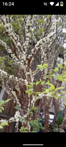 Vendo jabuticaba produzindo