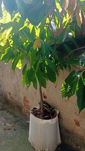 Pé de cacau (cacaueiro)