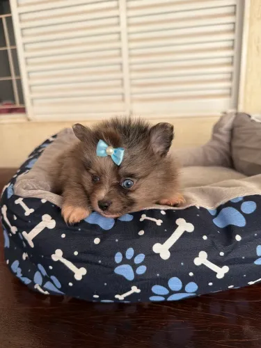 Lulu Pomerania macho olho azul